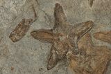 Slab Of Fossil Starfish, Carpoids And A Brittle Star - Morocco #196764-5
